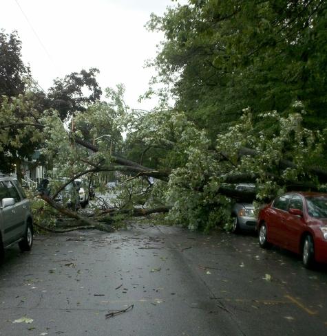 A large tree covers the road in Medford Massachusetts after hurricane Irene.