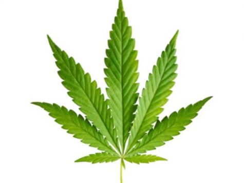 Should Massachusetts Legalize Marijuana?