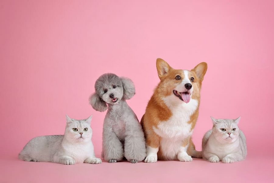 Sit! Stay! and Read About the Best Pet Grooming Salons