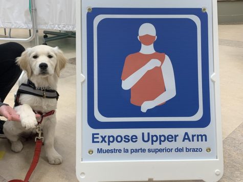 Walpole police GOFI dog makes an appearance at vaccine clinic. 